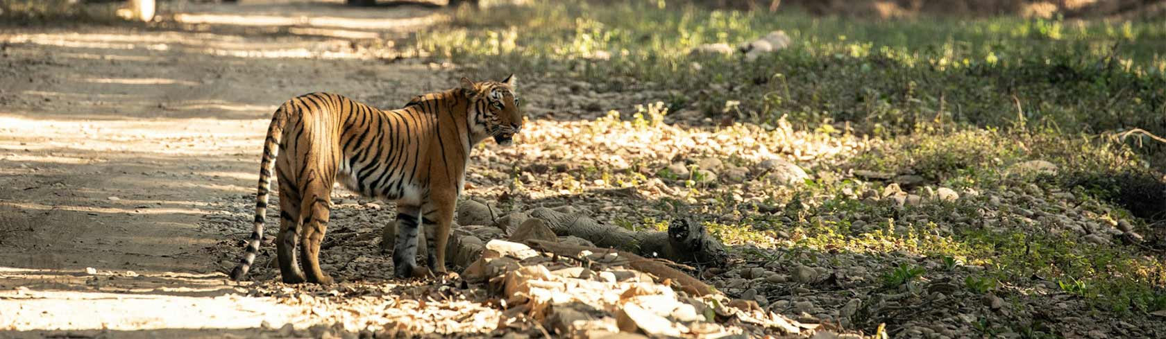 Jim-Corbett-National-Park-Tour-Images