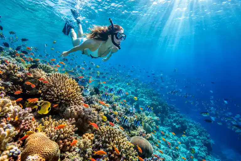 Sunlit Snorkeling Over a Vibrant Banana Reef (1)
