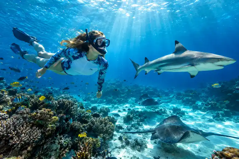 Tropical Reef Adventure with Sharks and Rays